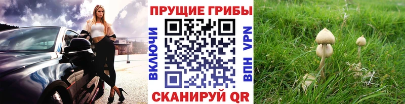 hydra ТОР  Можайск  Псилоцибиновые грибы Cubensis  дарнет шоп 
